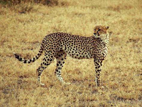 Endangered Cheetah